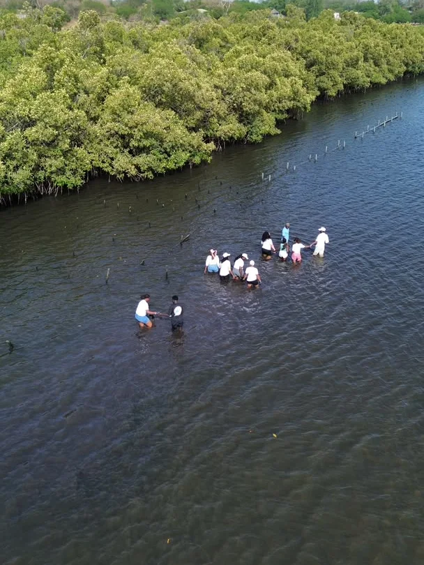 Aerial view of a group of young people at work in the mangrove